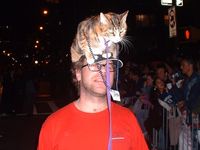 D_cat_on_the_hat.jpg